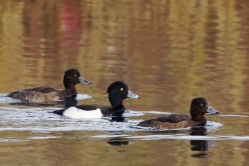 chochlačka vrkočatá