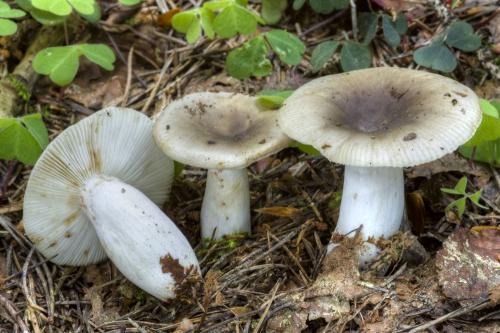 plávka vráskavá / holubinka hřebínkatá