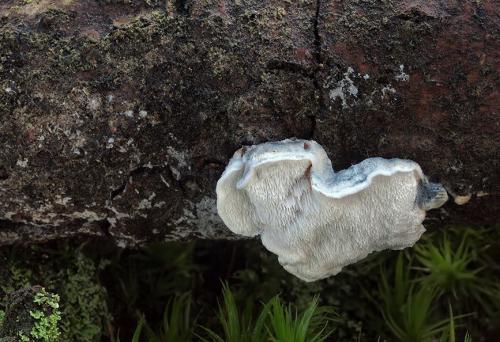 šťavnatec jelšový