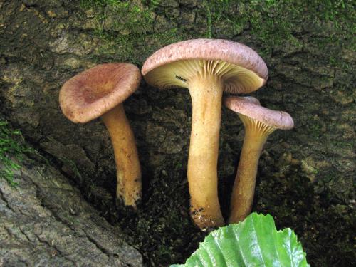 rýdzik fialovkastý / ryzec lilákový