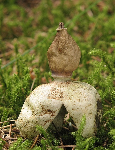 hviezdovka štvorcípová / hvězdovka smrková