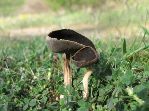Helvella solitaria