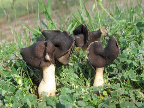 chriapač pieskomilný / chřapáč bělonohý