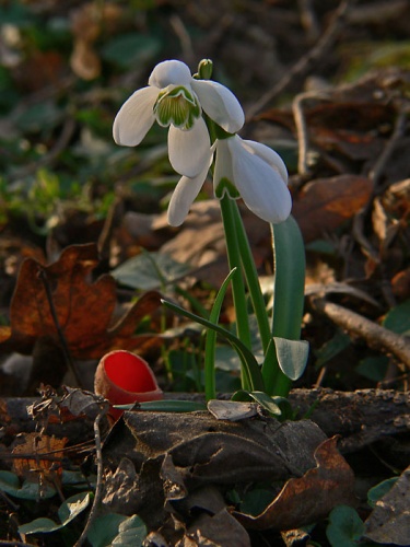 snežienka jarná
