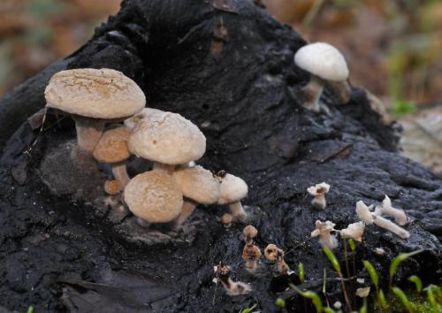 príživnica prášnicovitá / rovetka pýchavkovitá