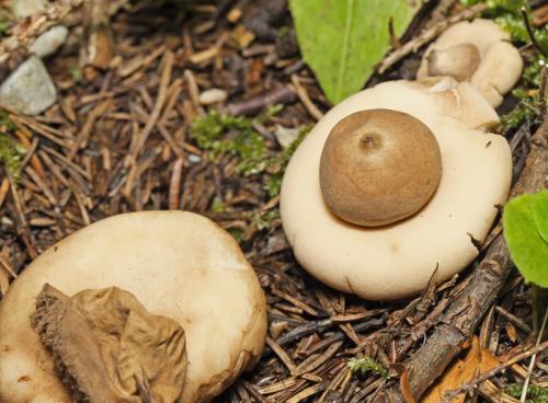 hviezdovka strapkatá / hvězdovka brvitá