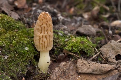 smrčok kužeľovitý / smrž kuželovitý