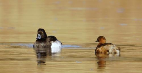 chochlačka vrkočatá