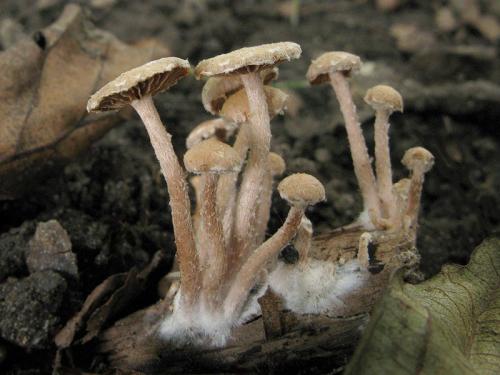 smeťovka poprášená / kržatka poprášená