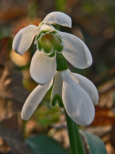 snežienka jarná
