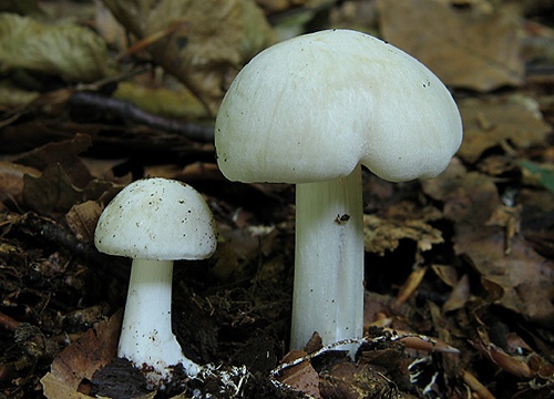 povraznica širokolupeňová / penízovka širokolupenná