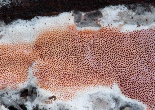 voskopórovka Herinkova