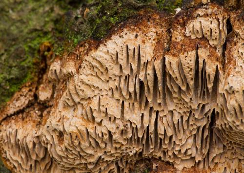 ohňovec prisadnutý