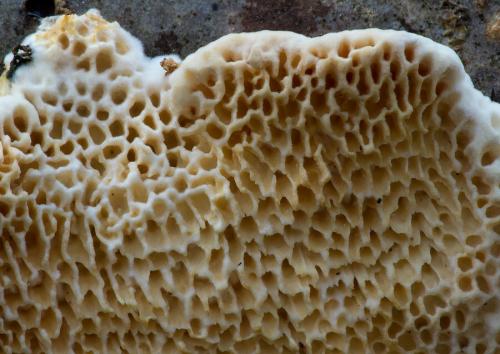 trúdnikovček belavý