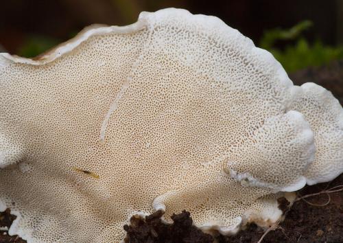 trúdnikovec pestrý / outkovka pestrá