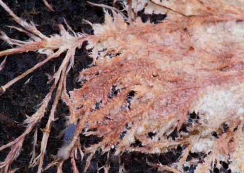 srsťovec strapkatý