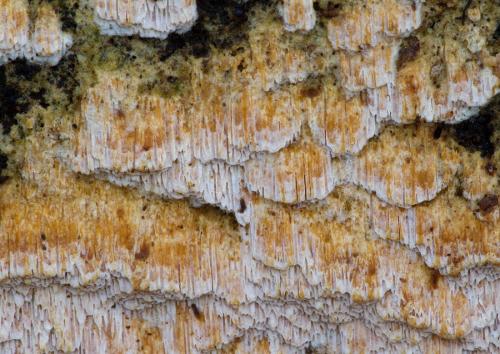 klanopórovka drobnopórová