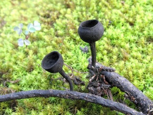 Donadinia lusitanica