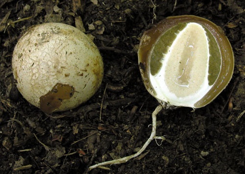 hadovka smradľavá / hadovka smrdutá