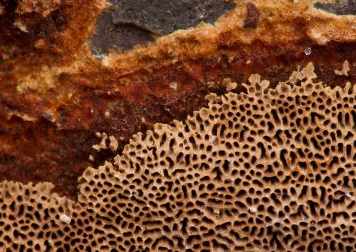 ohňovec prisadnutý