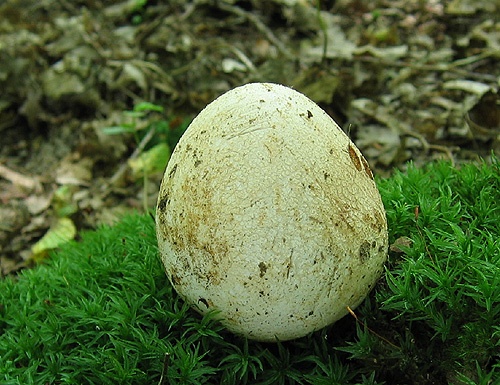 hadovka smradľavá / hadovka smrdutá