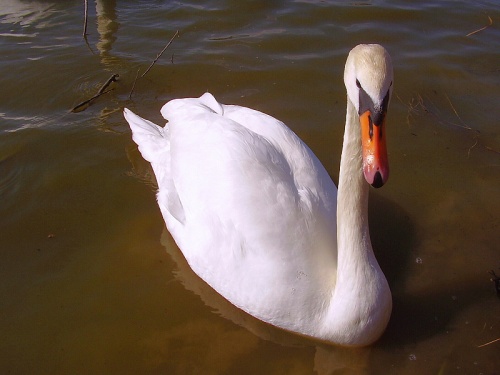labuť veľká