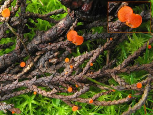 Pseudopithyella minuscula