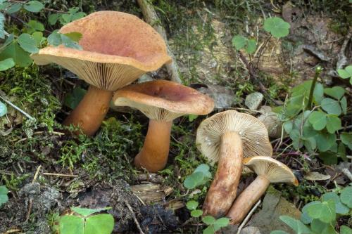 rýdzik hnedooranžový / ryzec žlutohnědý