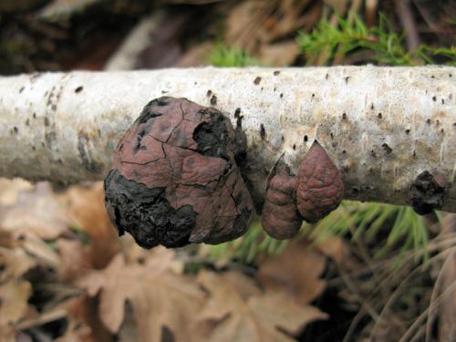 Daldinia cf. childiae