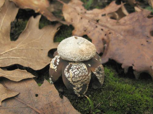 hviezdovec vlahojavný / hvězdák vláhojevný