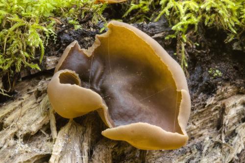 čiaška krátkohlúbiková / řasnatka krátkonohá