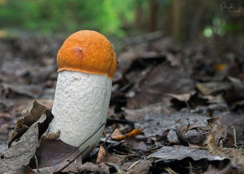 kozák osikový / křemenáč osikový