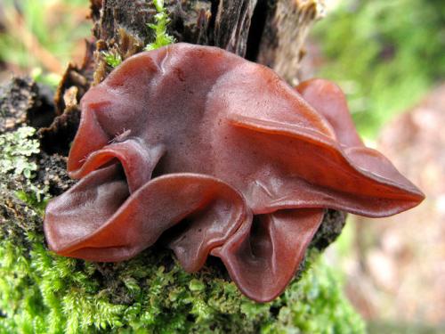 rôsolovka lupeňovitá / rosolovka listovitá