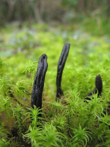 jazýček / pazoubek tmavočerný