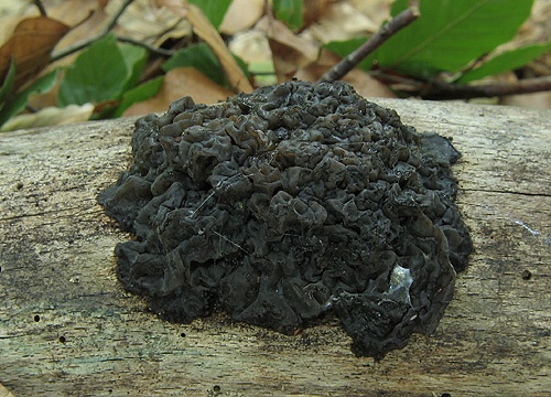 tmavorôsolovec mozgovitý / černorosol bukový