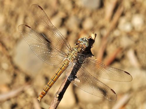 vážka / vážka hnědoskvrnná / Southern Skimmer