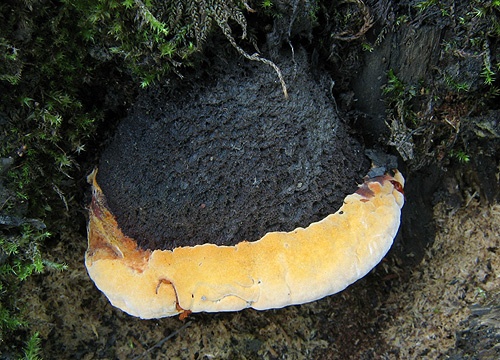 trámovka anízová / anýzovník vonný