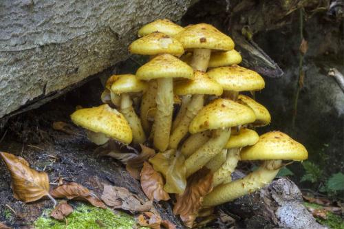 šupinovka slizká / šupinovka slizká