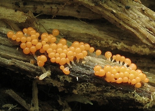 vlasnačka / vlasatka klamná
