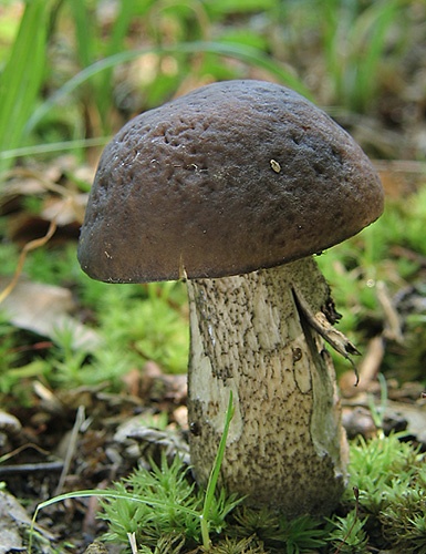 kozák hrabový / kozák habrový