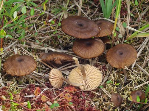 hodvábnica lúčovitá