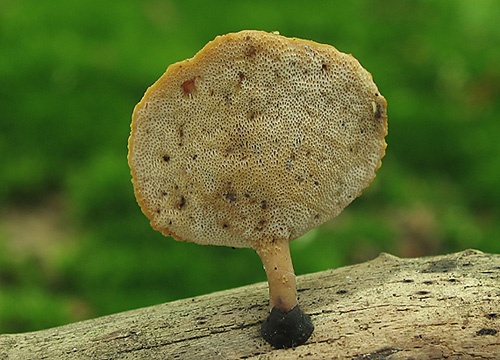 trúdnik premenlivý