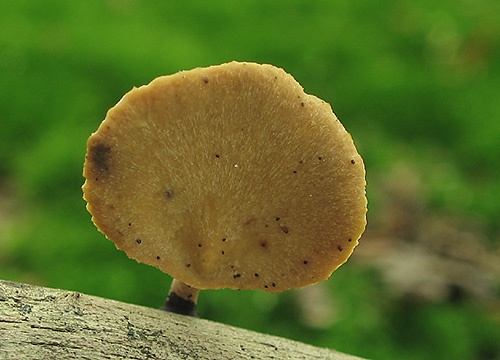 trúdnik premenlivý