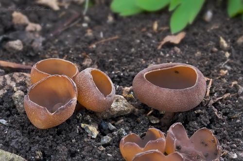 hľuznatka veternicová / hlízenka sasanková