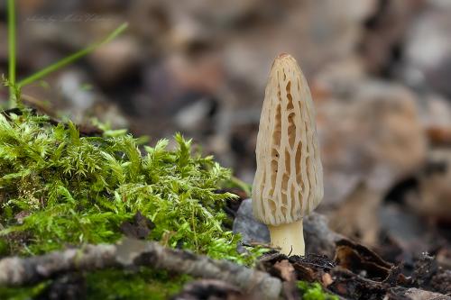 smrčok kužeľovitý / smrž kuželovitý