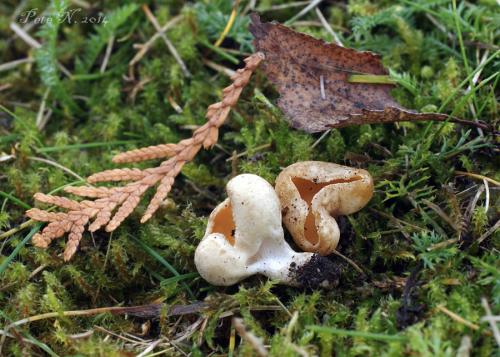 ušnička koreňujúca