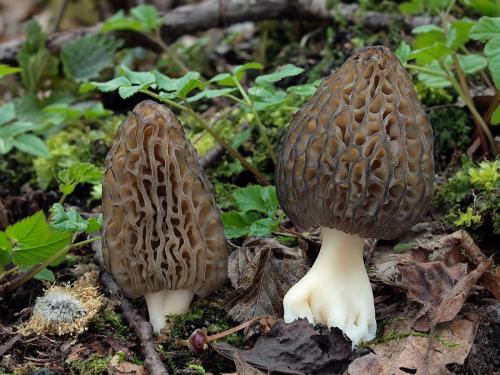 smrčok kužeľovitý / smrž kuželovitý