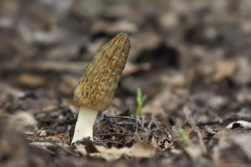 smrčok kužeľovitý / smrž kuželovitý