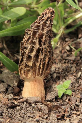 smrčok kužeľovitý / smrž kuželovitý