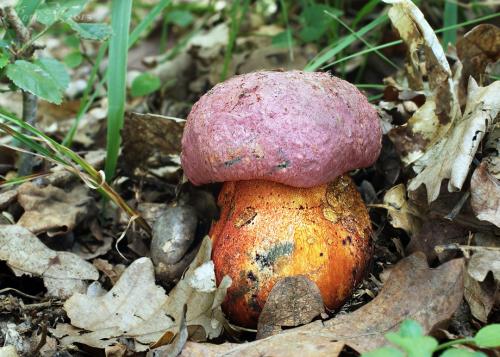 hríb vínovočervený / hřib rudonachový